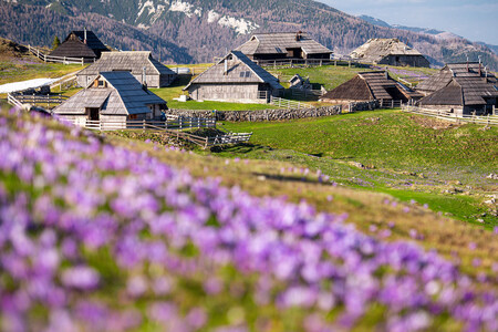 Cvetoča Velika planina – informacije za obiskovalce 