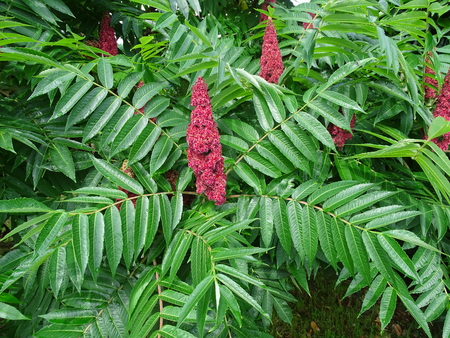 Kako občanke in občani lahko poskrbite za svoje vrtove?