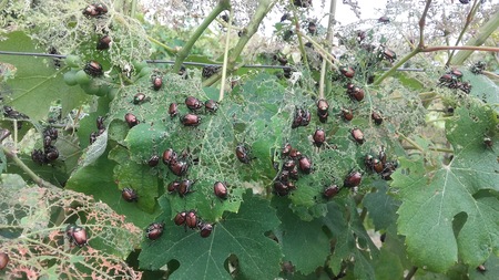 Ponovna najdba japonskega hrošča v Lukovici