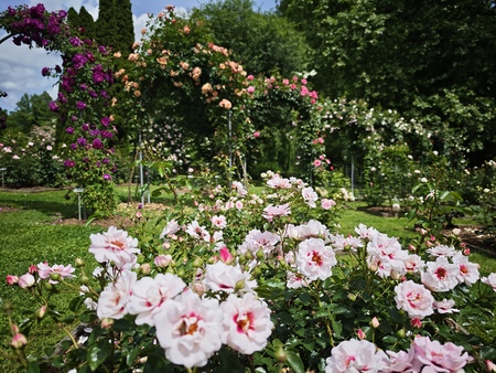 V Arboretumu se začenja vrhunec sezone vrtnic